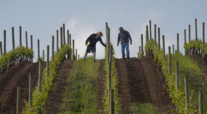 Vineyard Managers Check Plantings
