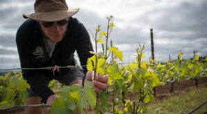 Vineyard manager checks spring growth