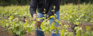 Vineyard manager checking spring growth