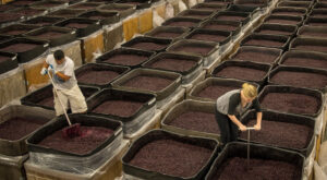 Punching Down Pinot Noir in Fermentation Bins