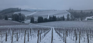 Snow in the vineyard