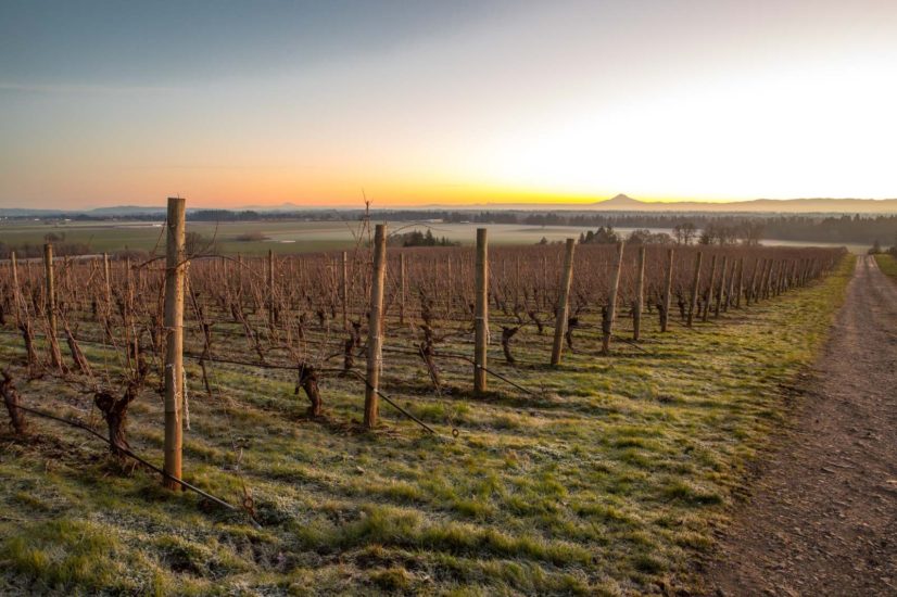 [Pictured: The start of a new year — Lone Star Vineyard at sunrise in January 2022]