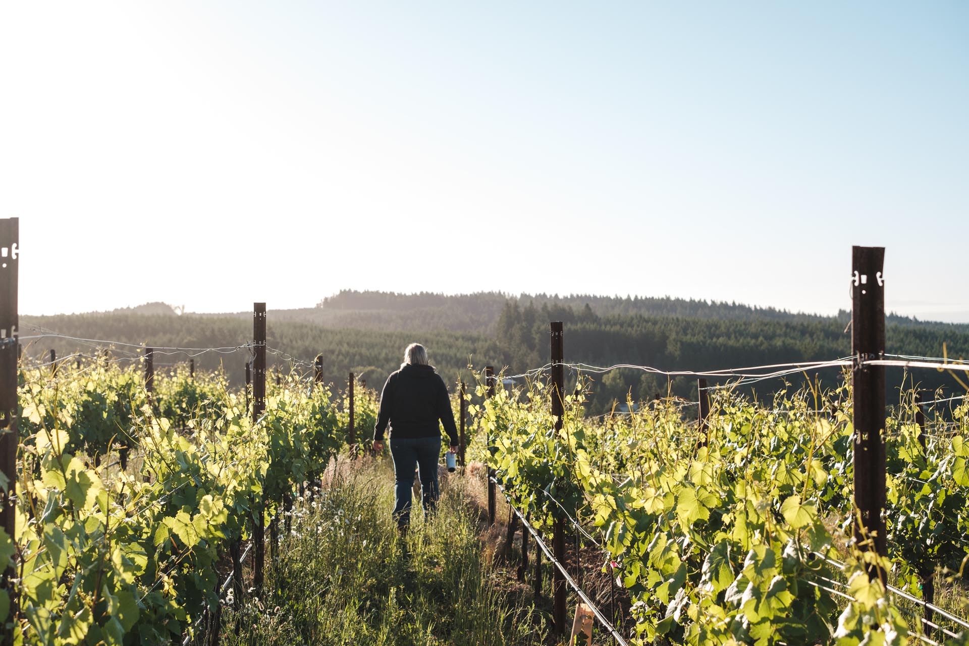 A person walks through a sunlit vineyard with lush green grapevines on both sides. The vineyard is framed by a hilly landscape and a clear sky, indicating a calm, early morning or late afternoon setting.