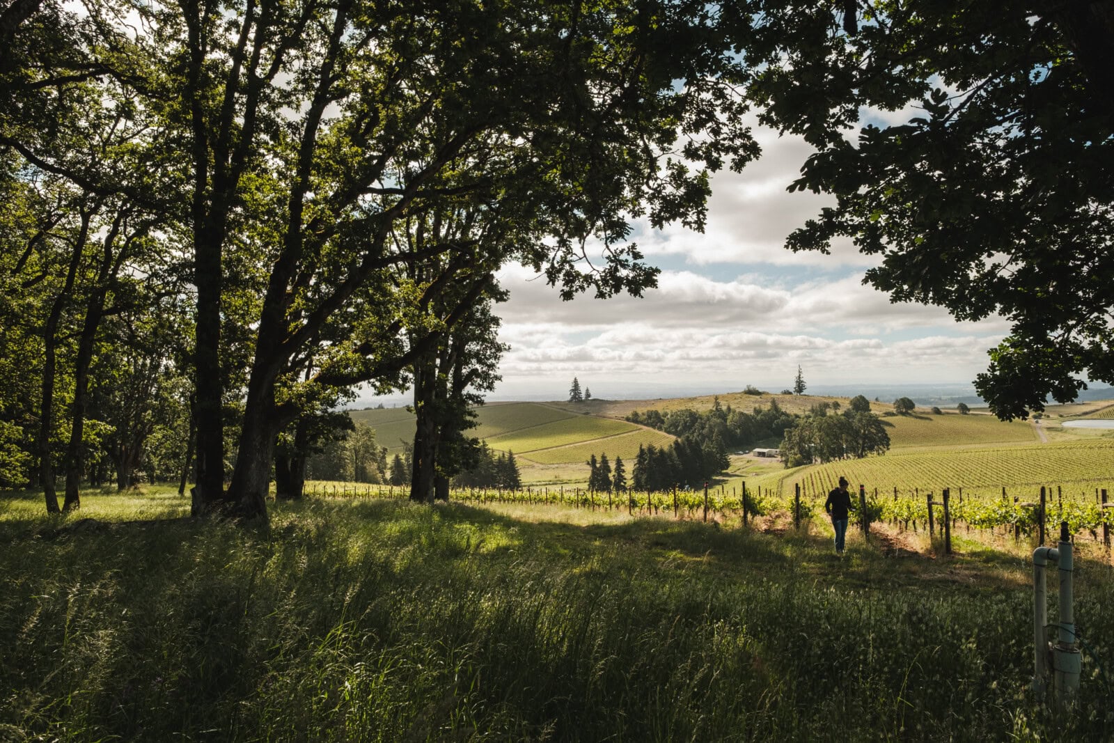 A person walks along a vineyard path under the shade of tall trees, overlooking rolling hills and vineyard rows in Oregon wine country on a partly cloudy day.