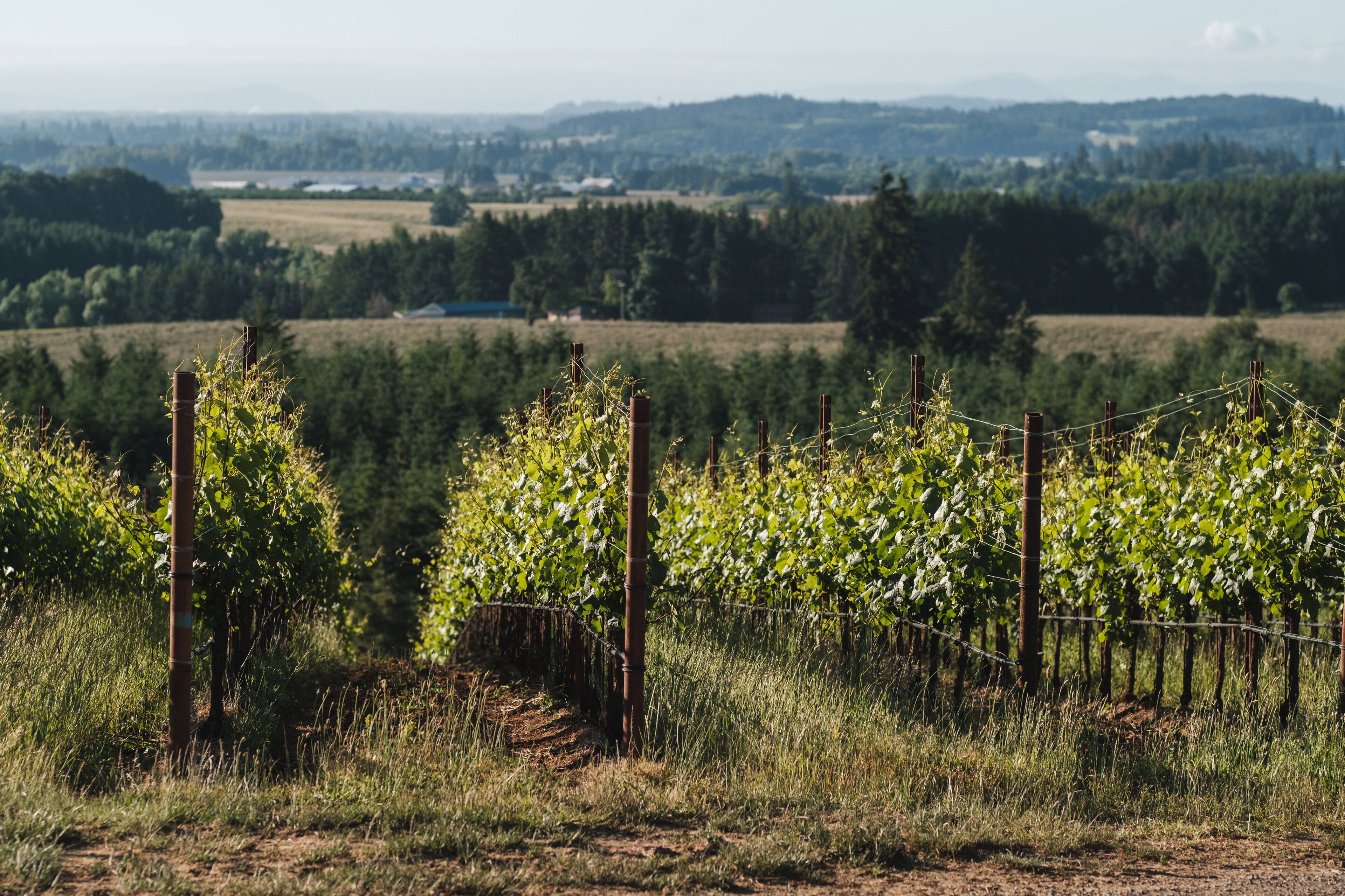 The vineyards of Argyle are where our story begins. Located in the Dundee Hills and Eola-Amity Hills, these sites have been meticulously managed to produce wines that truly express the character of the land.